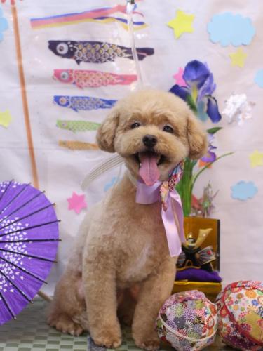 20240508ぽっきーくん